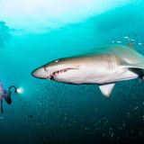 PADI AWARE Shark Conservation Specialty
