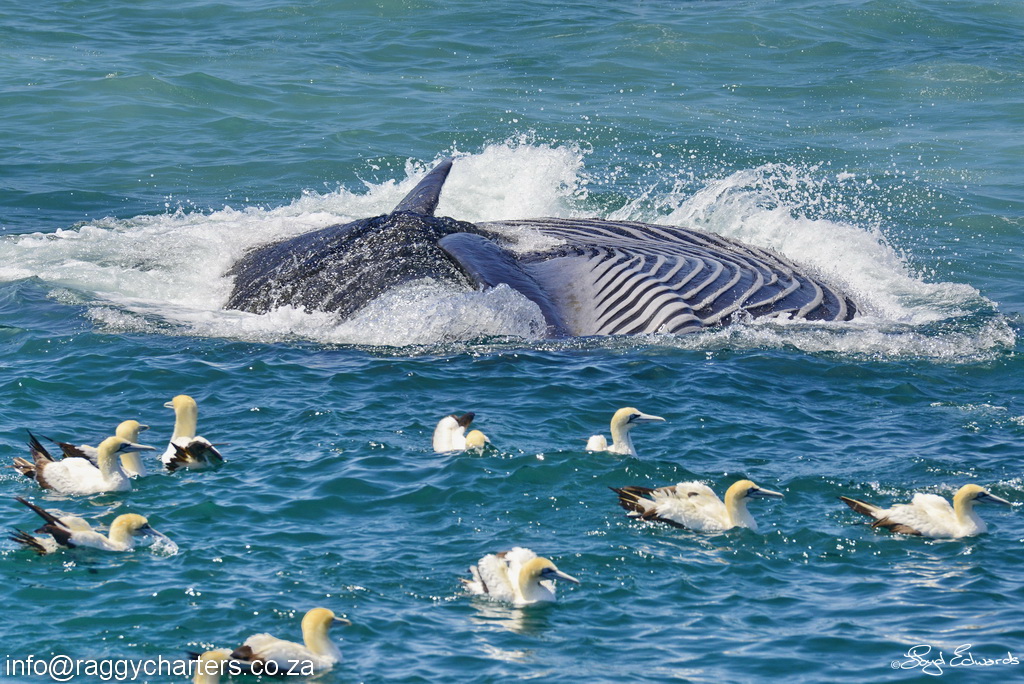 Common dolphins swimming beneath a large sardine shoal