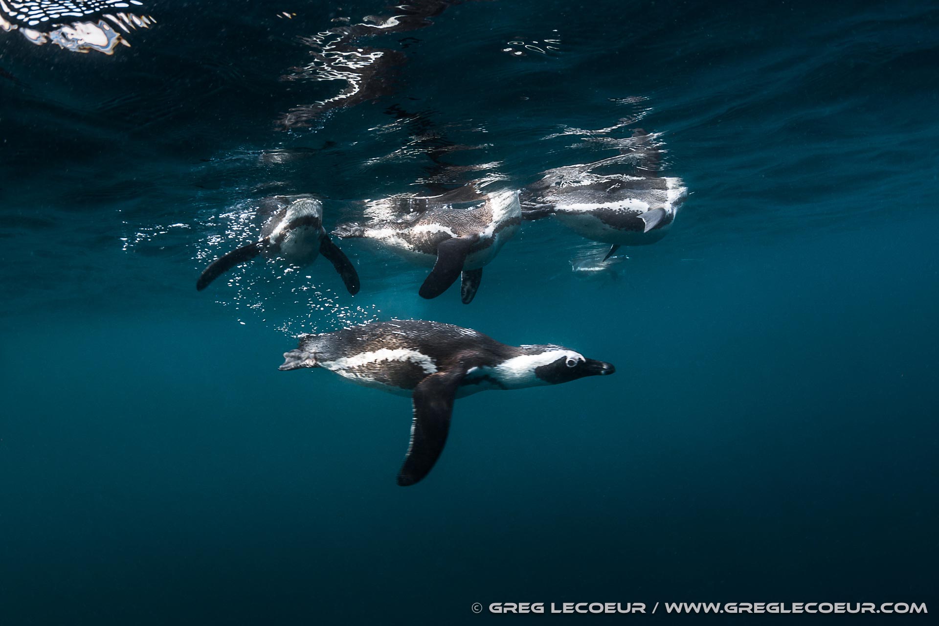 African penguin colony on a rocky island in Algoa Bay