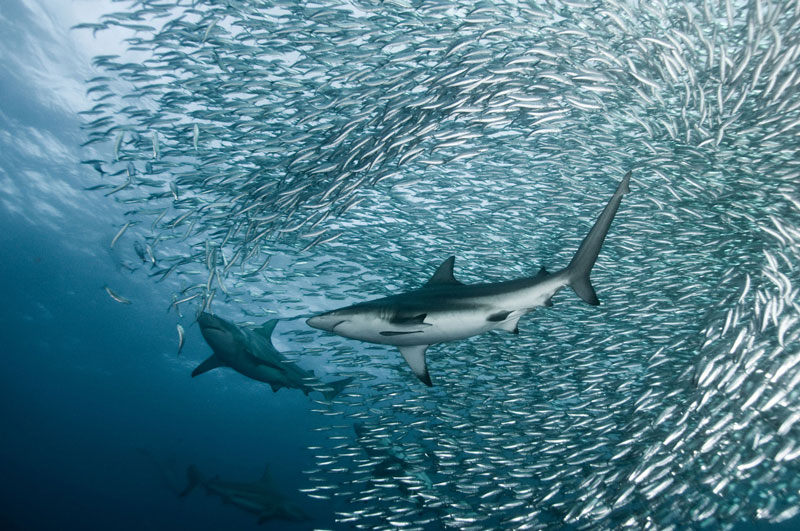 Shark circling a dense sardine bait ball underwater