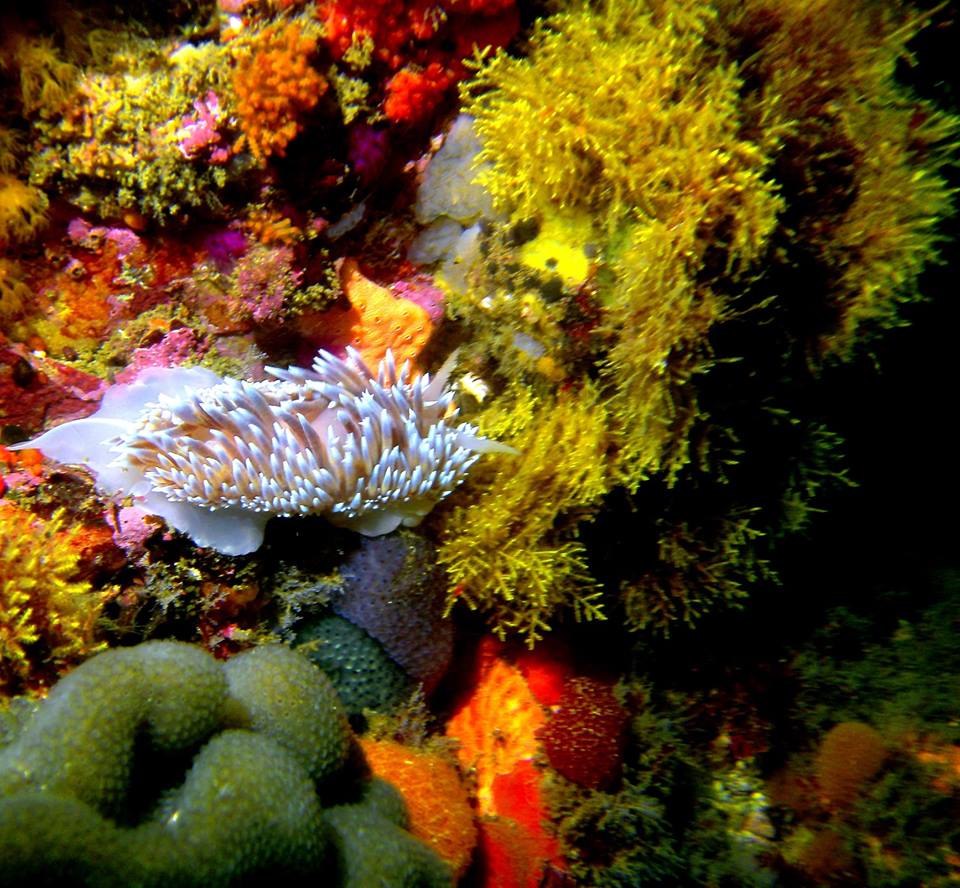 Suicide Reef