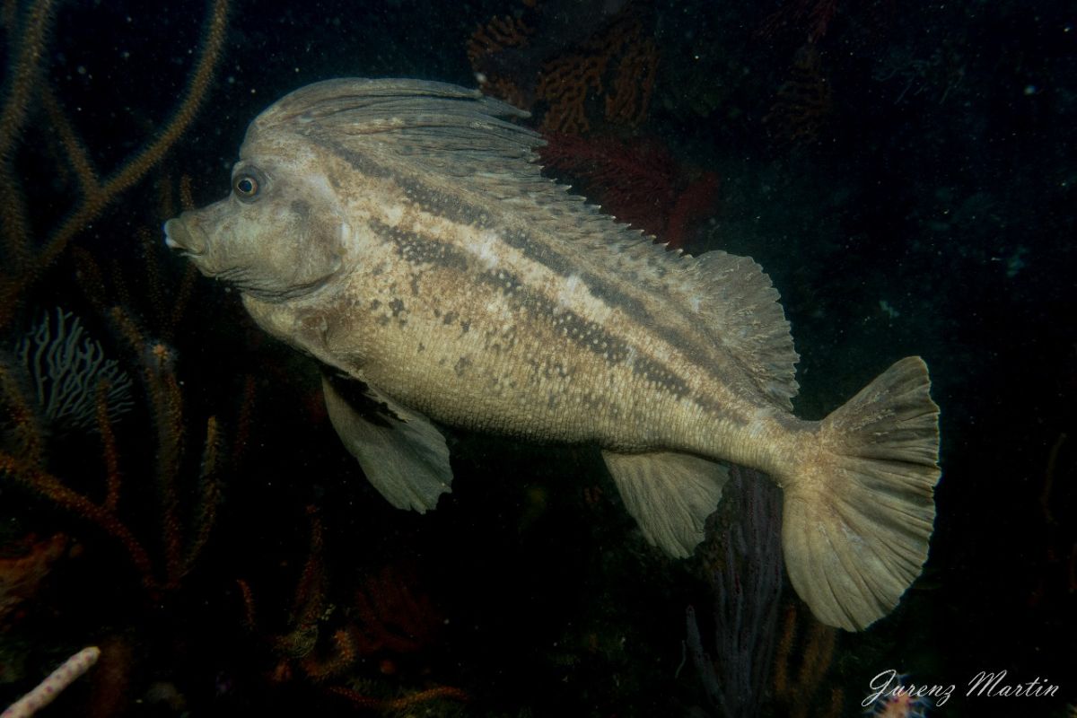 Gasmic Reef