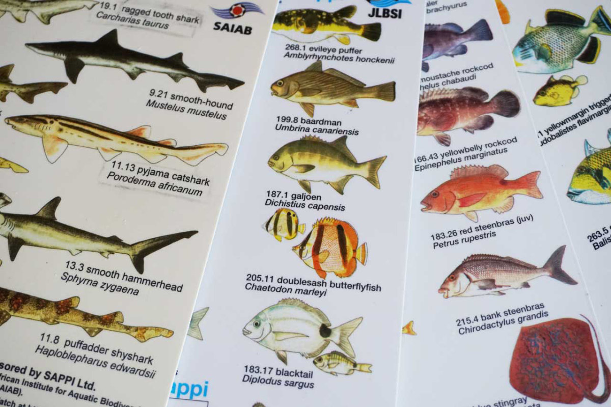 PADI Fish ID Aware Specialty