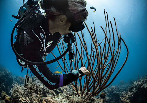 PADI Naturalist Specialty